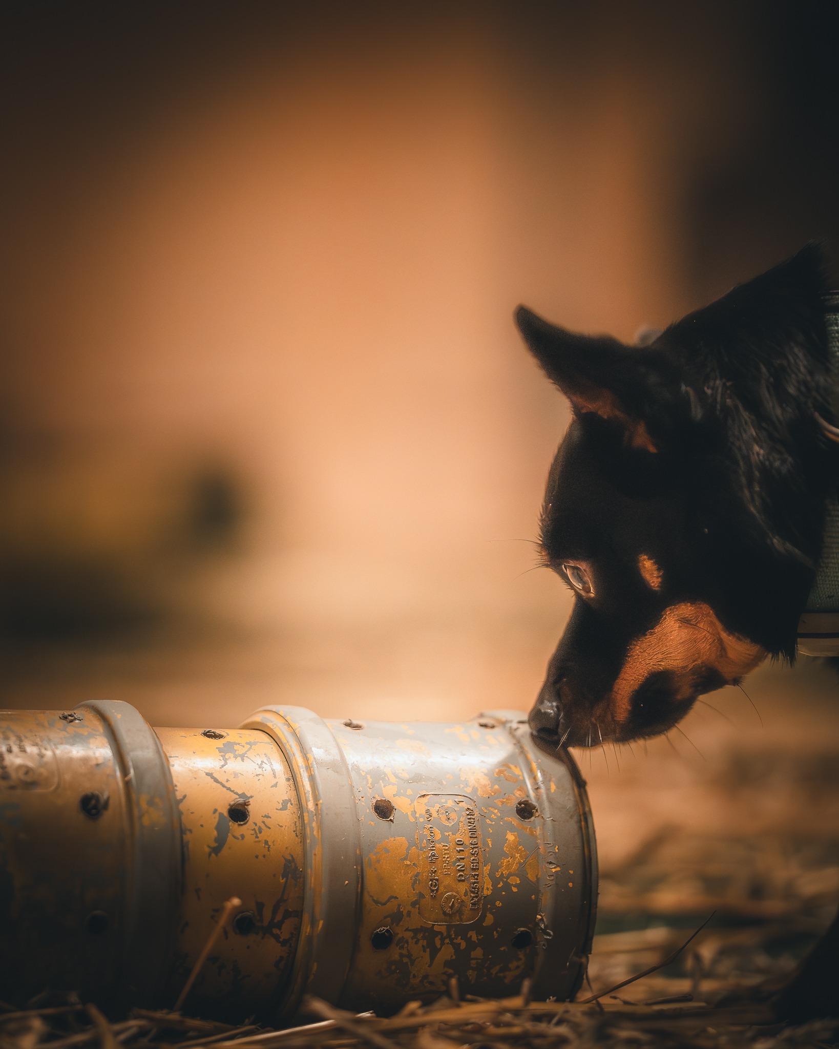 Hund som søker i halm (Rat Games)